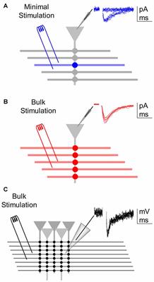 Synapse-Specific Regulation Revealed at Single Synapses Is Concealed When Recording Multiple Synapses